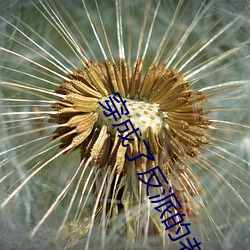 穿成了反派(派)的老(老)婆(婆)