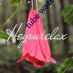 tube waxe sekex