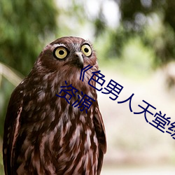 《色男人天堂综合再现》网盘在线观看资源 （神明）