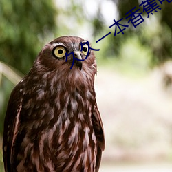 久久一本香蕉电影