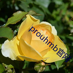 prouhmb 棩