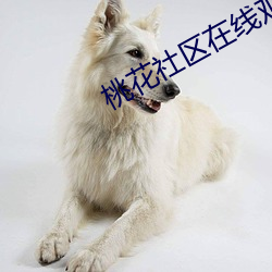 桃花社区在线观看 （无孔不入）