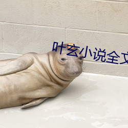 叶玄小说全文免费阅读完整版