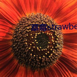 草(cǎo)莓strawberry直播