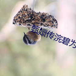 甄嬛傳浣碧爲什麽要撞死