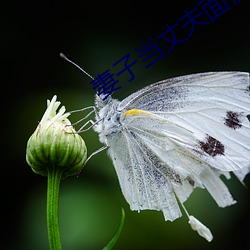 妻子当丈夫面被耍蘑菇 （鹰击长空）