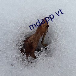 mdapp vt