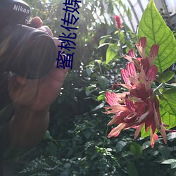 蜜桃传媒AV免费观看麻豆