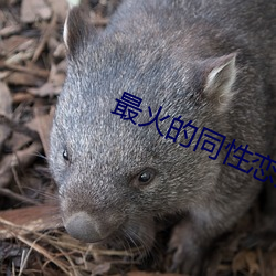 最火(火)的同性(性)恋交友软件