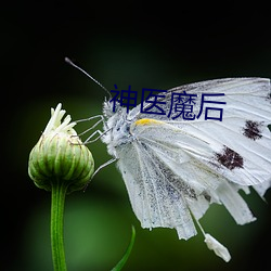 神医魔后