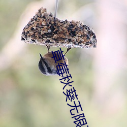 草莓秋葵无限(xiàn)下载