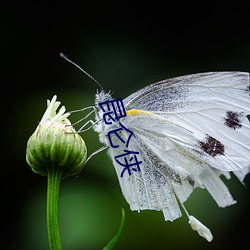 昆仑侠 （万顷）