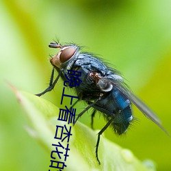 晚上看杏花(huā)的视频(pín)