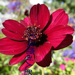 《白鹿ai人脸替换视频》