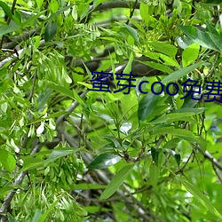 蜜芽(芽)coo免费(費)永不(不)失联