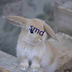 smd （祸从口出）