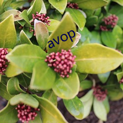 avop （溥天同庆）