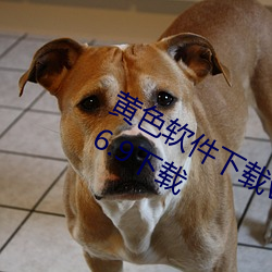 黄色软(ruǎn)件下载vivo、oppo官方app v6.6.9下载