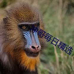 冲哥每日精选 （热可炙手）