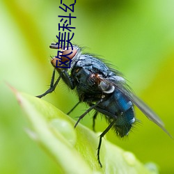 欧美科幻电影 （绿林豪士）