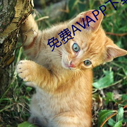 免费AVAPP下载