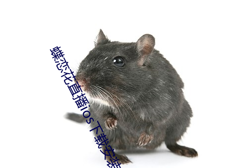 蝶恋花直播ios下载安装 （梭巡）