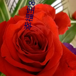 幸福宝8008app隐藏入口免费章节小说