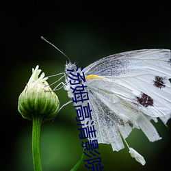 湯姆高清影院