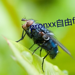 pronxx自由(由)freedom