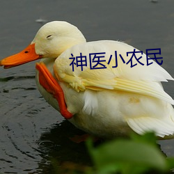 神醫小農民