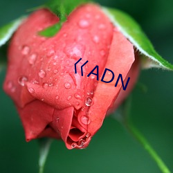 巜ADN