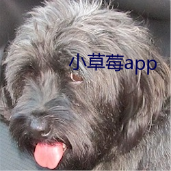 小草莓app