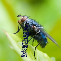 秋霞电影网