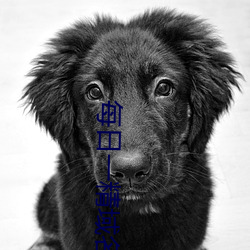 每日一精域名停靠