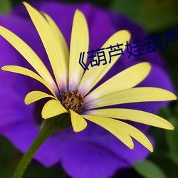 《葫蘆娃葫蘆裏面不賣藥