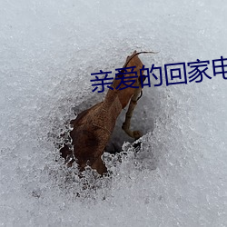 亲爱的回家电视剧