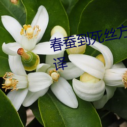 春蚕到死丝方尽蜡炬成灰泪始干翻译 （提纲举领）