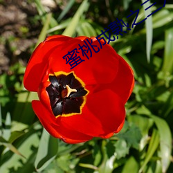 蜜桃成熟之三人