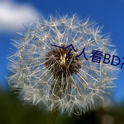一個人看BD高清