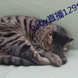 baby直播129tv新版本