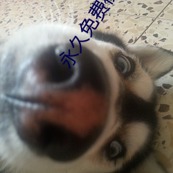 永(yǒng)久免费视频