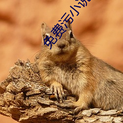 免费(費)污小说(說)