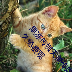 果冻传媒天美传媒乌鸦传媒星空传媒ios版 v1.8 永久免费观