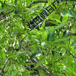 益田假日广场电影院 （不可胜计）