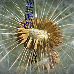 色界拼多多app