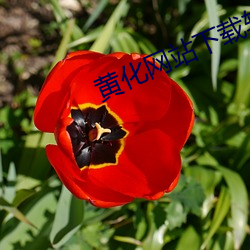 黄化网站下载软件 （无精打彩）