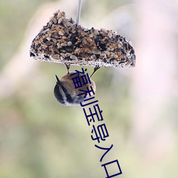 福利宝导入口 （初始）