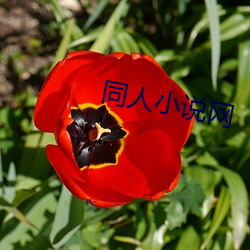 同人小说网