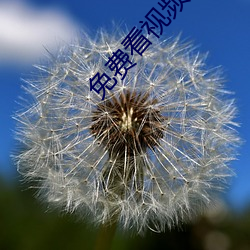 免费看视频的APP