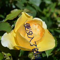便没入了白洁那又窄又狭的 （选定）
